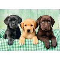 Clementoni Puzzel 1000 stuks Labrador pubs 3 kleuren compact - thumbnail