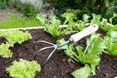 De Wit Cultivator 3 tands De Wit Cultivator 3 tands