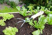 De Wit Cultivator 3 tands - thumbnail
