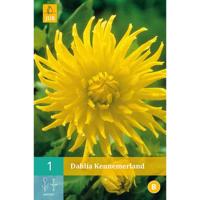 Dahlia kennemerland 1st bloembol zomer Dahlia JUB - Jub - thumbnail