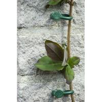 Nature clematisklemmen - thumbnail