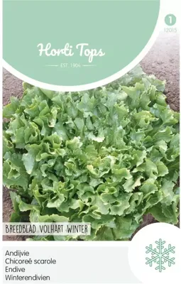 Zaden Andijvie Breedblad Volhart Winter Hortitops - Hortitops