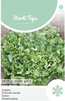 Zaden Andijvie Breedblad Volhart Winter Hortitops - Hortitops - thumbnail