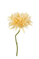 Gerbera wild l29cm geel kunstbloem Louis Maes - Louis maes - thumbnail