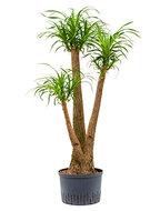 Beaucarnea recurvata vertakt 80 S hydrocultuur plant - thumbnail