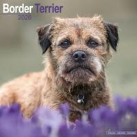 Border Terrier Calendar 2026 Square Dog Breed Wall Calendar - 16 Month - thumbnail