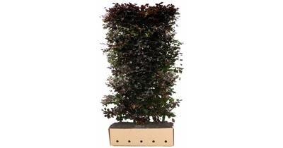 Kant & klaar haag Fagus sylvatica atropunicea 200 x 100 cm breed Rode beuk Quickhedge - Quickhedge