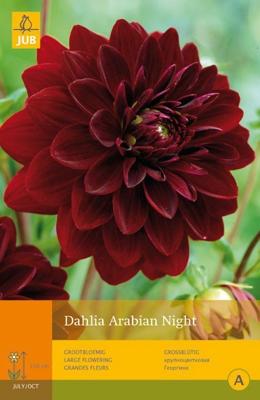 Dahlia arabian night 1st bloembol zomer Dahlia JUB - Jub