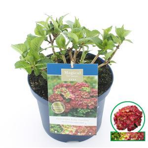 Hydrangea Macrophylla "Magical Ruby Tuesday"® boerenhortensia - 30-40 cm - 1 stuks Hydrangea Macrophylla "Magical Ruby Tuesday"® boerenhortensia - 30-40 cm - 1 stuks
