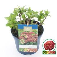 Hydrangea Macrophylla "Magical Ruby Tuesday"® boerenhortensia - 30-40 cm - 1 stuks - thumbnail