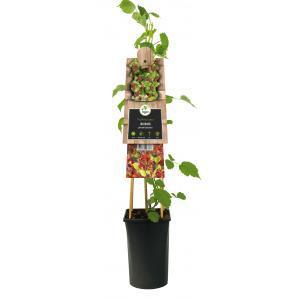 Klimplant Rubus Phoenicolasius - Rode Bramen