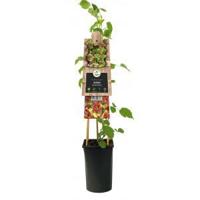 Klimplant Rubus Phoenicolasius - Rode Bramen - thumbnail