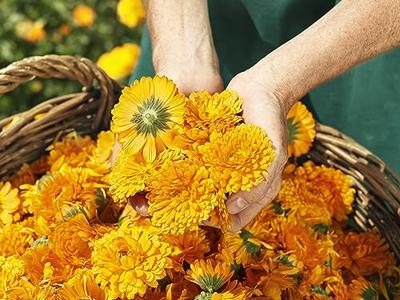 Weleda Baby Calendula Alles-in-een Balsem - thumbnail