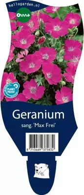 Geranium sang. Max Frei vaste plant Griffioen - Griffioen