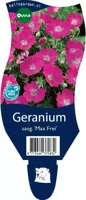 Geranium sang. Max Frei vaste plant Griffioen - Griffioen - thumbnail