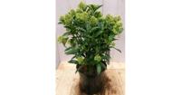 Skimmia wit 40 cm Warentuin Natuurlijk - Warentuin natuurlijk - thumbnail