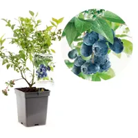 Bessenstruik Vaccinium corymbosum Bluecrop - Blauwe bes 18cm - thumbnail
