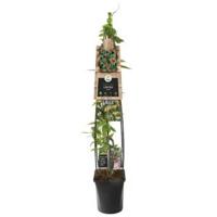 Klimplant Lonicera henryi 120 cm Kamperfoelie Van der Starre - Van der starre - thumbnail