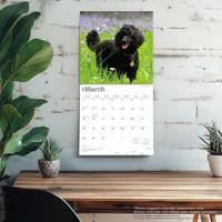 Poedel Kalender 2026 - thumbnail