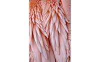 Goossens Schilderij Pink Feather, 148 x 98 cm - thumbnail
