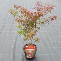 Japanse esdoorn (Acer palmatum "Starfish") heester - thumbnail