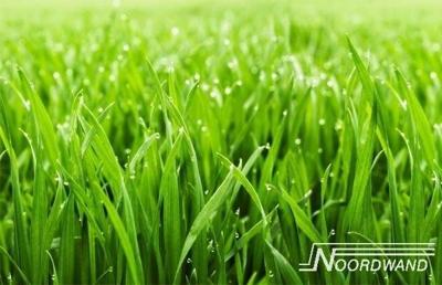 Noordwand Farmlife Fotobehang gras - 3750010