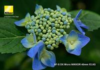 Nikon AF-S 40mm F/2.8G DX micro - thumbnail