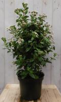 Viburnum Tinus 80 cm Sneeuwbal Warentuin Natuurlijk - Warentuin natuurlijk - thumbnail