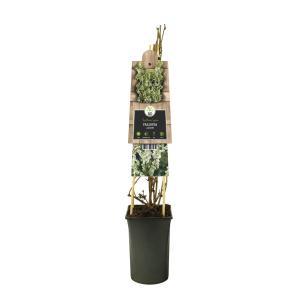 Fallopia Aubertii - Bruidssluier