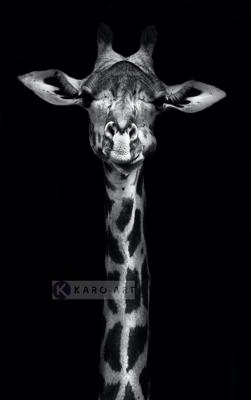 Afbeelding op acrylglas - Giraf