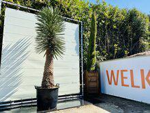 Palmboom - Yucca Filifera Palmboom - Yucca Filifera