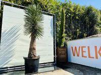 Palmboom - Yucca Filifera - thumbnail