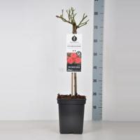 Miniatuurroos op stam (rosa "Zwergenfee"®) - thumbnail