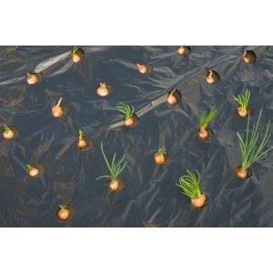 Nature kweekfolie voor kleine groenten zwart 0.95x5 m
