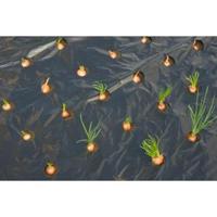 Nature kweekfolie voor kleine groenten zwart 0.95x5 m - thumbnail