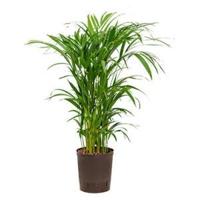 Areca palm lutescens hydrocultuur plant - thumbnail
