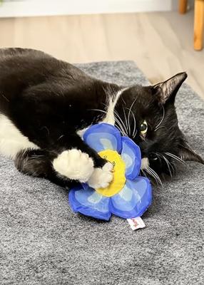 Yeowww! Daisy's Flower Tops Blue Yeowww! Daisy's Flower Tops Blue