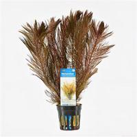 Myriophyllum mattogrossense - 6 stuks - aquarium plant - thumbnail
