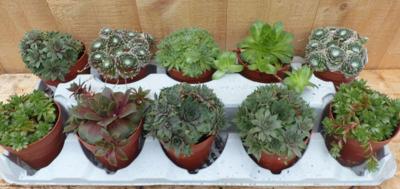 Vetplanten sedum 10 potjes per tray kleur mix Warentuin Natuurlijk - Warentuin natuurlijk Vetplanten sedum 10 potjes per tray kleur mix Warentuin Natuurlijk - Warentuin natuurlijk