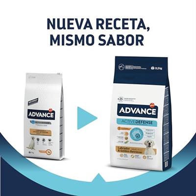 Advance adult labrador retriever