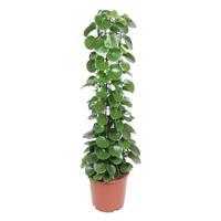 Cissus Rotundifolia (Kamerwingerd) - P27 - thumbnail