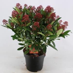 Skimmia (Skimmia Japonica “Rubella”) heester - 40-50 cm (C7) - 7 stuks
