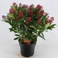 Skimmia (Skimmia Japonica “Rubella”) heester - 40-50 cm (C7) - 7 stuks - thumbnail