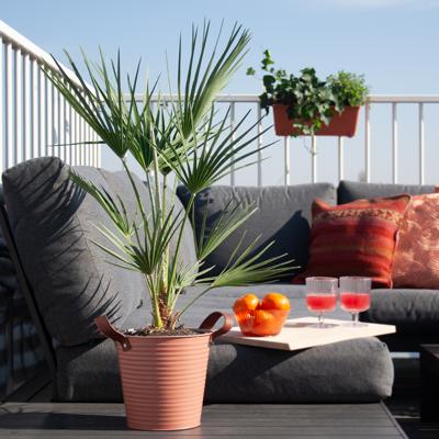 Chamaerops Humilis - Europese Dwergpalm - P18 Chamaerops Humilis - Europese Dwergpalm - P18