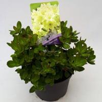 Dwerg rododendron (Rhododendron "Shamrock") heester - 20-25 cm - 1 stuks - thumbnail