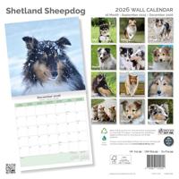 Shetland Sheepdog Kalender 2026 - thumbnail