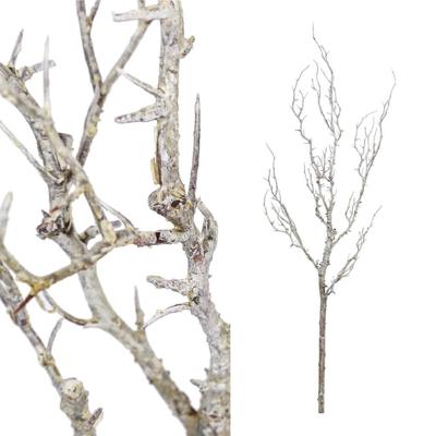 Twig plant brown dried look