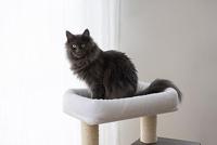 KERBL - Albero per gatti FLAIR - 48x44x86cm - Bianco/Grigio - Sisal - thumbnail