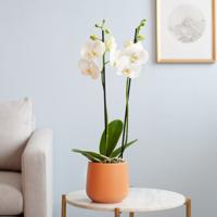 Phalaenopsis Vlinderorchidee - P12 - thumbnail