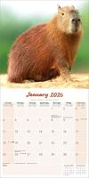 Capybara Kalender 2026 - thumbnail